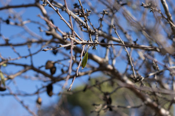 autumn, background, beautiful, black, black leaf, black moths, black olives, blue, blue sky, blurred background, branch, close up, cold, diet, eating healthy, evergreen, farm, food, forest, fresh, fru
