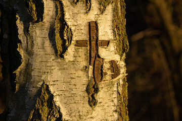 Mit Messer geschnitztes Kreuz in die Borke einer alten Birke