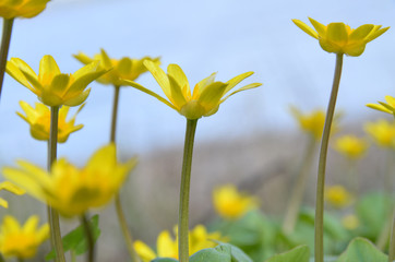 Vivid yellow corollas of Pilewort flowers, in dim and cold daylighting. Lesser celandine (Ficaria...