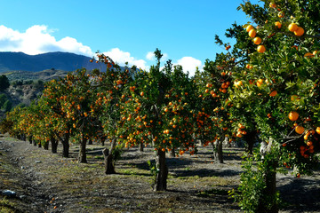 Orange grove Lecrin Valley Spain