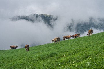 Beautiful swiss cows. Alpine meadows. Mountains. 