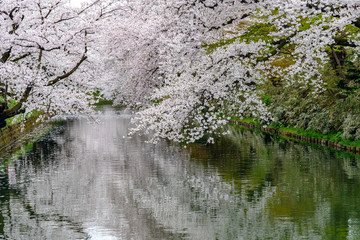 Obraz na płótnie Canvas Hirosaki park cherry blossoms matsuri festival in springtime season beautiful morning day. Beauty full bloom pink sakura flowers at outer moat. Aomori Prefecture, Tohoku Region, Japan