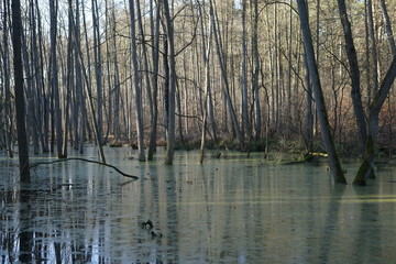 Baumstämme in einem Waldfluss