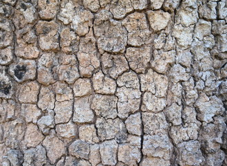 Old, rough textured, knotted, weathered, rotten, cracked, plank - knot detail.