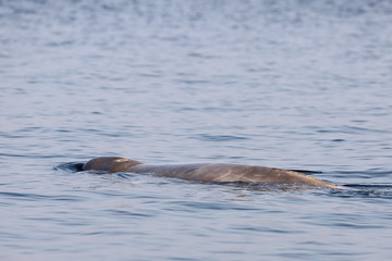 Beluga whale or White whale (Delphinapterus leucas) swimming on calm blue sea surface closeup. Wild sea mammal in natural habitat.