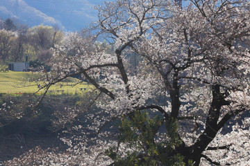 桜満開,