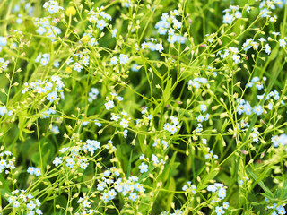 Myosotis sylvatica, little blue flowers forget-me-nots