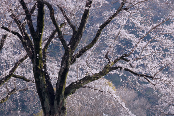 湖畔の桜
