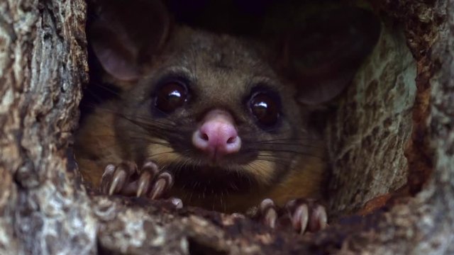 Close up of face of little cute possum