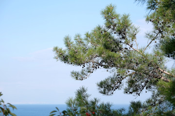 Beautiful scenic landscape with calm Mediterranean sea and buildings of Antalya city on skyline, view from hanging pine branches of coniferous forests of Tavr mountains of Kemer