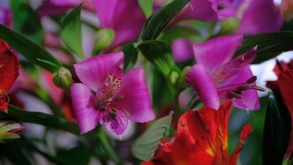 Fototapeta na wymiar Flower buds Defocused blurred floral background for holiday cards.