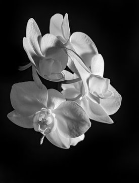 white orchid on black background - monochromatic picture
