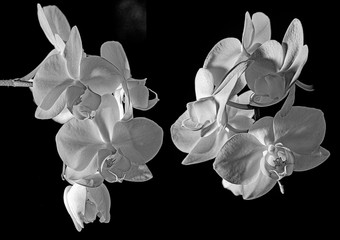 white orchid on black background - monochromatic picture