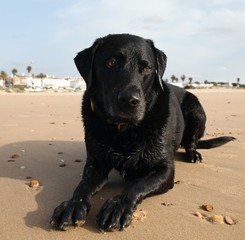 Black Labrador on Beach