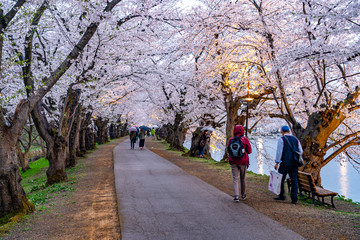 Hirosaki park cherry blossoms matsuri festival in springtime season. Beauty full bloom pink sakura flowers tunnel in west moat. Aomori Prefecture, Tohoku Region, Japan