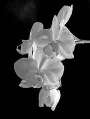 Fototapeta na wymiar white orchid on black background - monochromatic picture