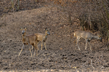 A group of roe deer and roebuck at the feeding spot in the forest