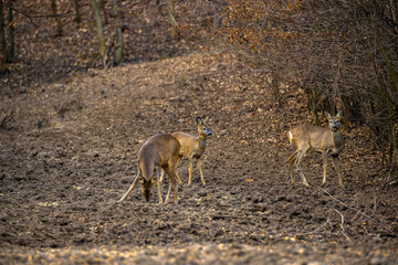 Naklejka na ściany i meble A group of roe deer and roebuck at the feeding spot in the forest