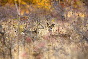A group of roe deer and roebuck at the feeding spot in the forest