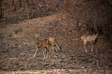 A group of roe deer and roebuck at the feeding spot in the forest