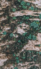 Birch tree. Texture of birch bark closeup.