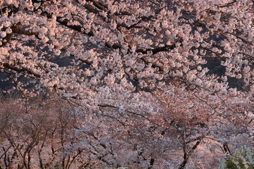 桜満開