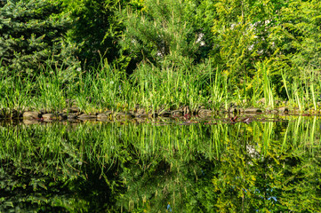 Fototapeta na wymiar Magic garden pond. Evergreens and aquatic plants grow along coast. Spruce and other evergreens on shore are reflected in water surface of pond. Atmosphere of relaxation, tranquility and happiness.