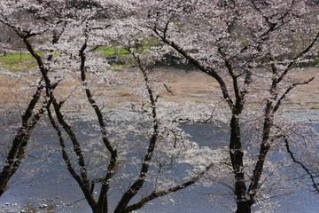 河岸の桜