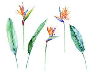 Watercolor isolated tropical flowers and leaves - banana, palm , strelitzia. Great for Hawaii wedding, beach party, tropical wedding invites