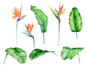 Obraz premium Watercolor isolated tropical flowers and leaves - banana, palm , strelitzia. Great for Hawaii wedding, beach party, tropical wedding invites