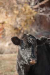 Angus Cow