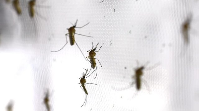 Mosquitoes 이미지 – 찾아보기 127,359 스톡 사진, 벡터 및 비디오 | Adobe Stock
