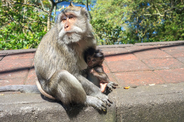 Macaque baby and mother. Monkeys breastfeeding