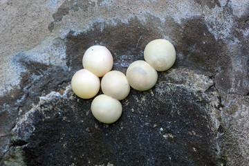 Laying Tokay Gecko white eggs on stone wall