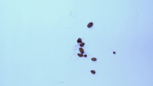  Lice and ticks eat blood for dogs and cats.