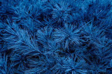 Obraz premium Pine tree branches toned in trendy classic blue color. Color of the year 2020. Copy space. Abstract background.
