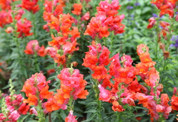 Antirrhinum or snapdragon in the garden