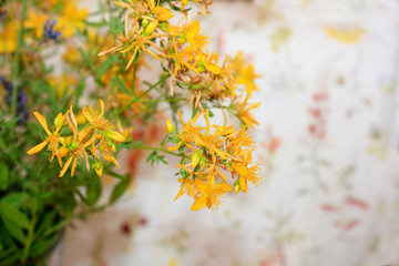 Saint John's wort bio organic blooming from mountains on the sea side Mediterranean Sea. Dalmatia.