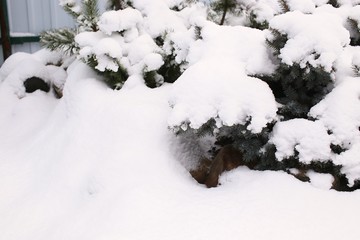 Spruce legs green under fluffy white snow sheltered in winter