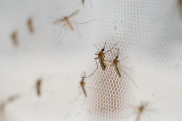 mosquito on insect net close up. - Powered by Adobe