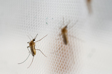 mosquito on insect net close up.