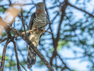This bird was observed from our vehicle very close in the early morning shades. Lake Baringo, Kenya.