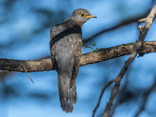 This bird was observed from our vehicle very close in the early morning shades. Lake Baringo, Kenya.