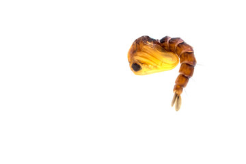 larvae mosquito in water white background.,mosquito on insect net close up.