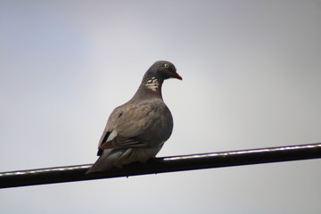 pigeon on branch