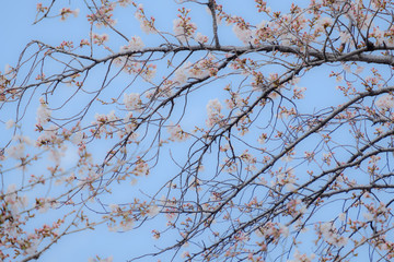 桜の背景