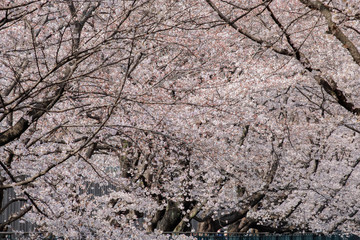 桜並木