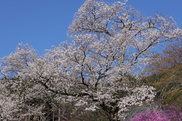 Naklejka premium 里の桜