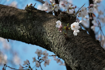 桜の花