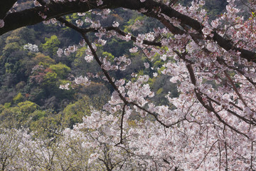 桜満開